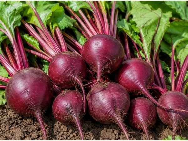 Round red beetroots with green leaves and reddish stems