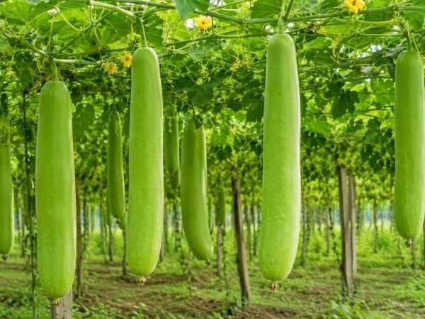 Long green bottle gourds growing on healthy vines with yellow flowers