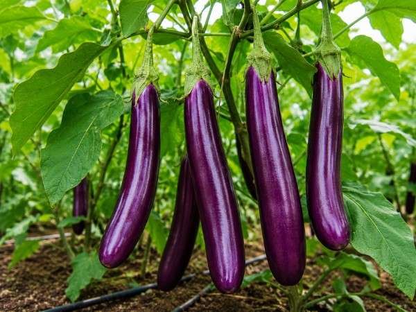 Fresh healthy brinjals representing premium brinjal seeds