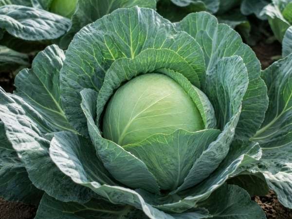 Compact green cabbage growing among healthy outer leaves