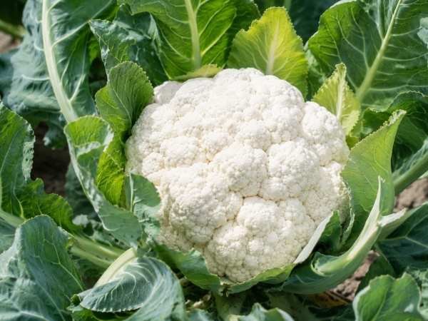 Compact white cauliflower head surrounded by green leaves