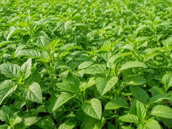Dense green amaranth plants growing in a vegetable field
