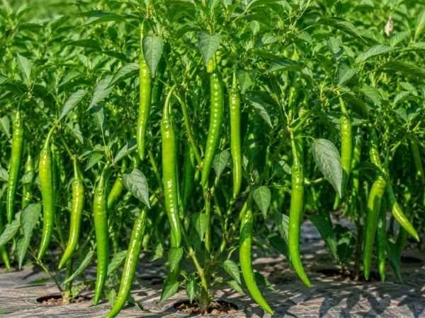 Long green chillies growing on healthy chilli plants