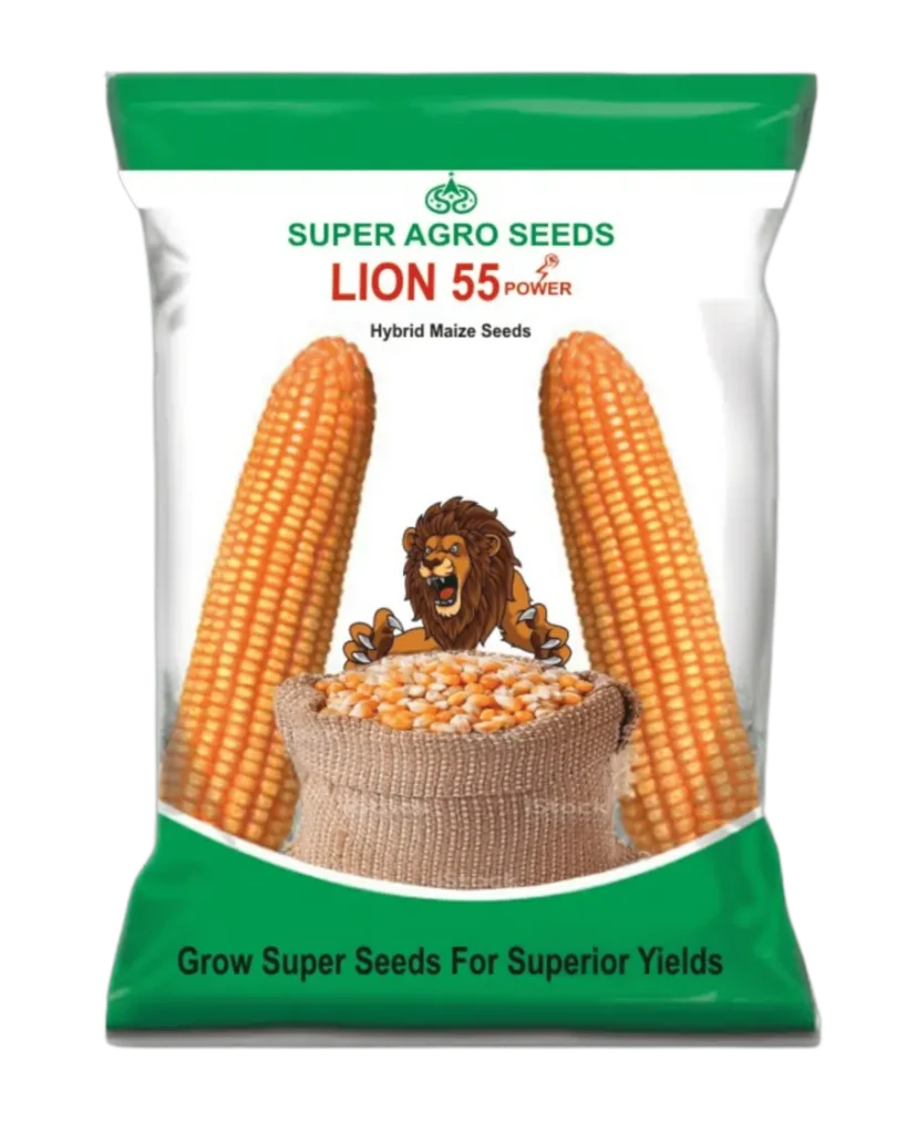 Hybrid maize seeds Lion 55 for healthy crop growth and reliable field performance