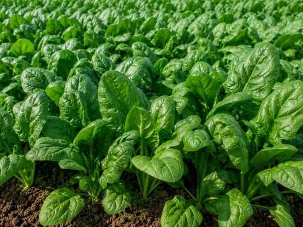 Lush green spinach leaves growing densely in a vegetable field