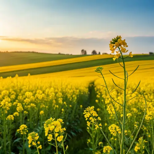 Golden mustard flowers growing in a vibrant mustard field for mustard seeds
