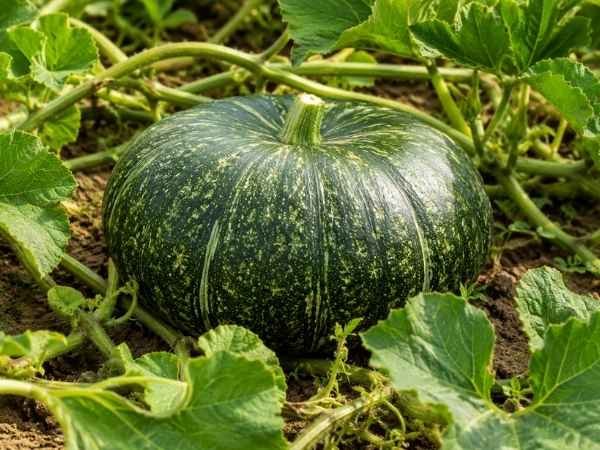 Round green pumpkin growing among healthy vines in a field