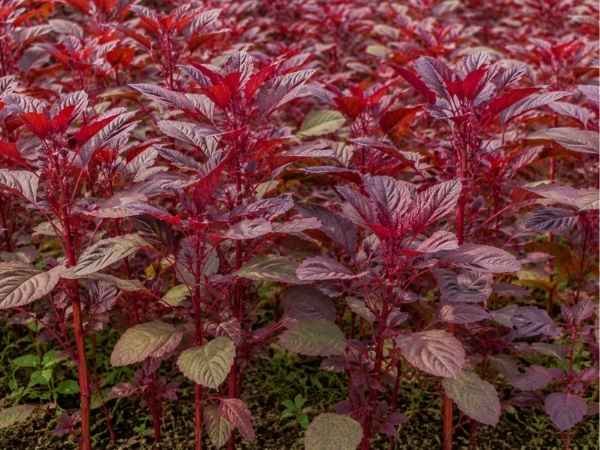 Dense red amaranth plants with vibrant reddish purple leaves
