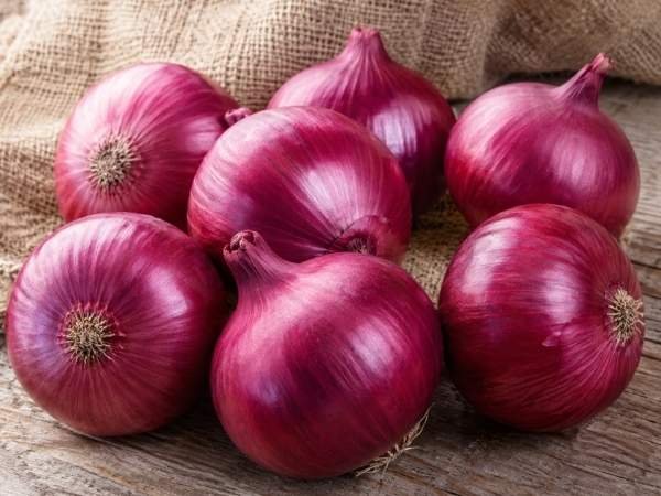 Fresh round red onions with deep red outer skin