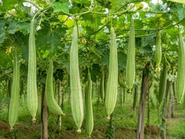 Long green ridge gourds hanging from healthy plants in a field