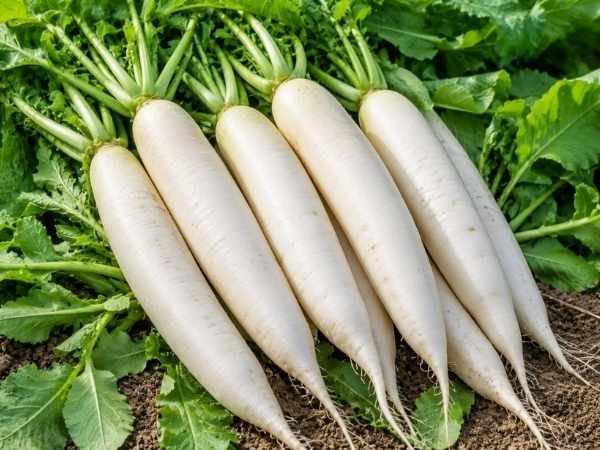 Long White Radish with Fresh Green Leaves