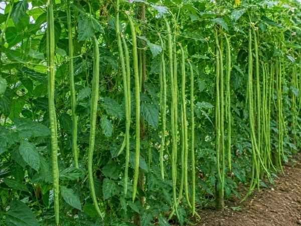Long slender green yardlong beans growing on climbing plants