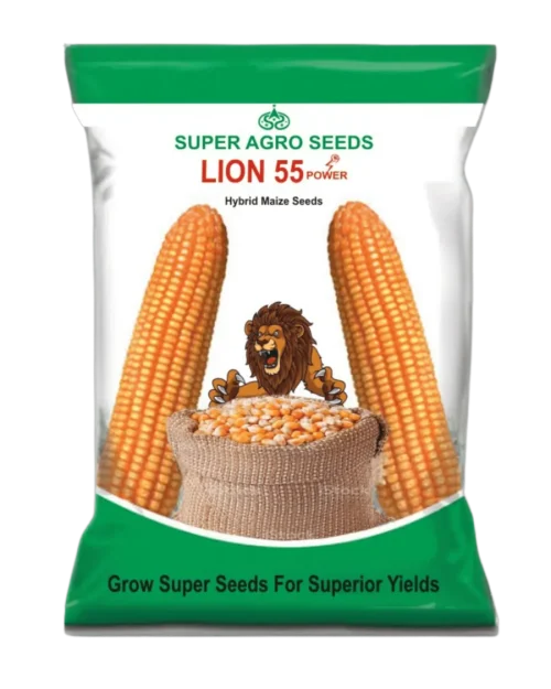 Hybrid maize seeds Lion 55 for healthy crop growth and reliable field performance